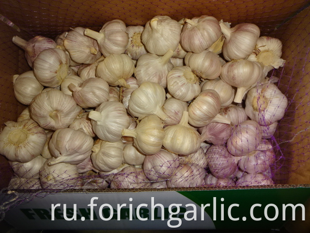 Fresh High Quality 2019 Garlic